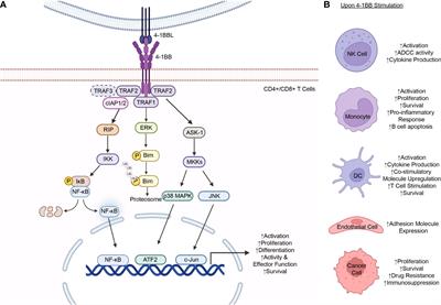 Frontiers | 4-1BB: A Promising Target For Cancer Immunotherapy